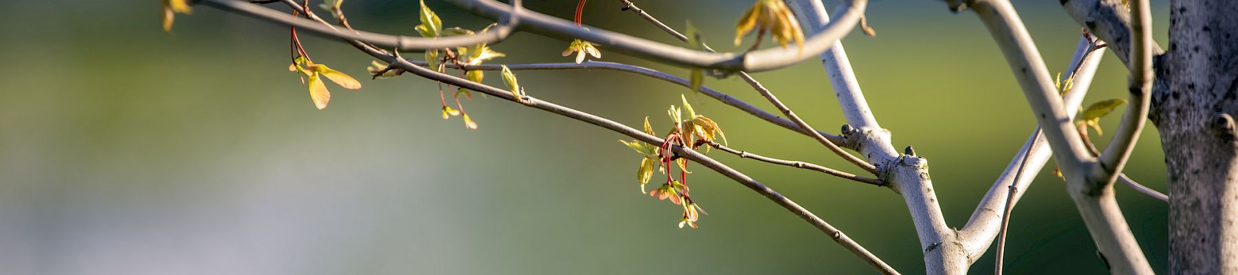 Close-up of slender tree branches with small budding leaves, light and shadow creating a soft rural feel, likely early spring, with a blurred background.
