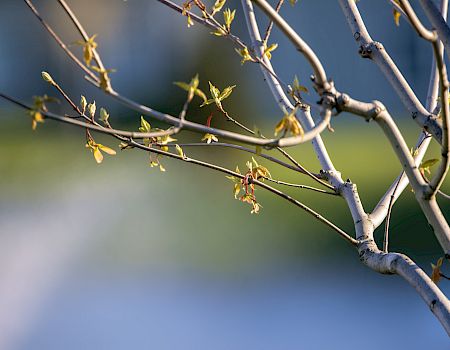 Close-up of slender tree branches with small budding leaves, light and shadow creating a soft rural feel, likely early spring, with a blurred background.